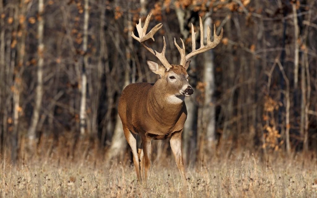 Deer Processing Janks Deer Processing Deer Processing Janks Deer Processing